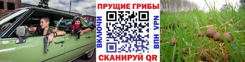 Псилоцибиновые грибы GOLDEN TEACHER  KRAKEN рабочий сайт  Нижнеудинск 